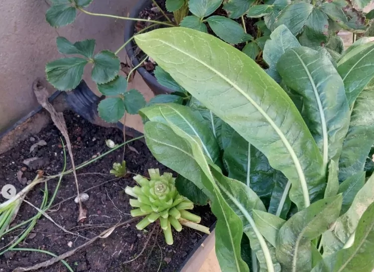 As Melhores Variedades de Almeirão para Cultivar em Casa