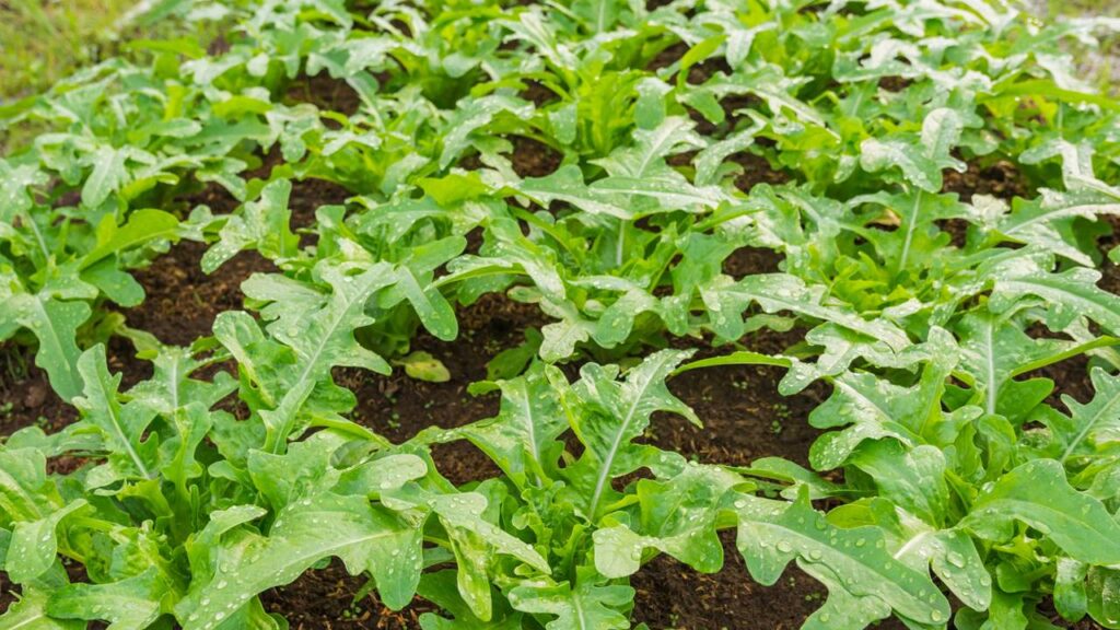 Combatendo Pragas e Doenças no Cultivo de Almeirão de Forma Natural