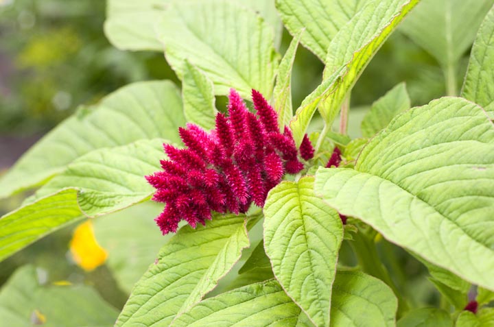 como plantar amaranto