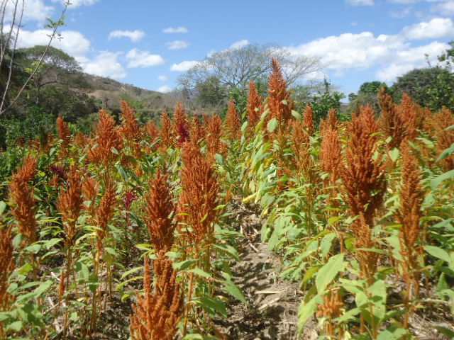 Amaranto: O Supergrão Que Você Precisa Conhecer