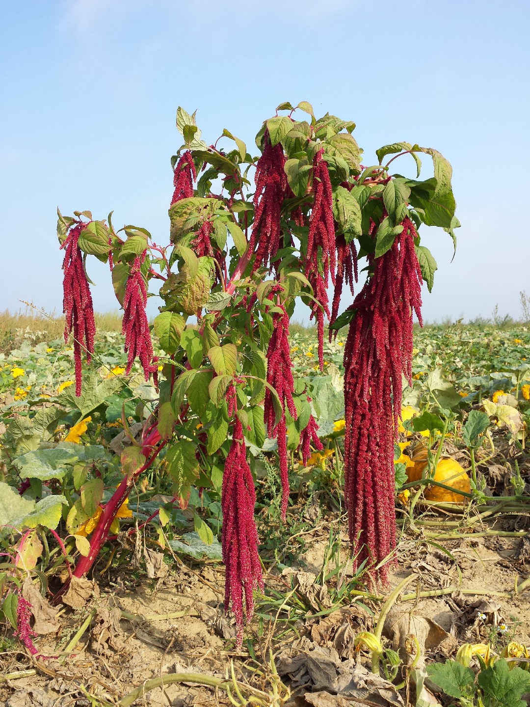 Receitas Deliciosas e Saudáveis com Folhas de Amaranto
