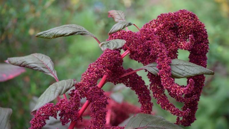 Controle Natural de Pragas no Seu Plantio de Amaranto
