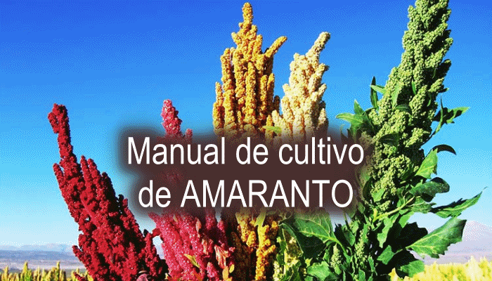 como plantar amaranto