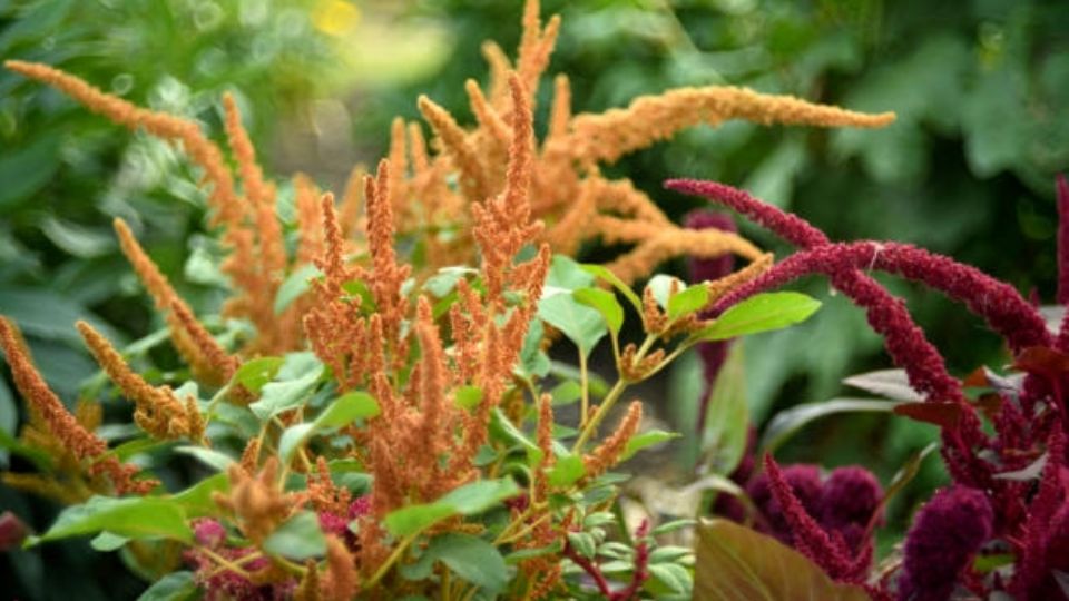 Receitas Deliciosas e Saudáveis com Folhas de Amaranto