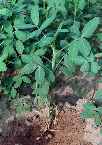 Benefícios do Amendoim Cultivado em Casa