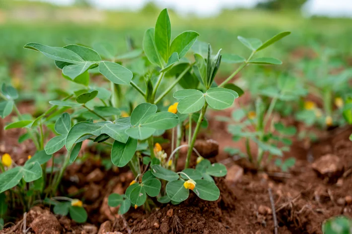 Receitas com Amendoim Fresco Colhido