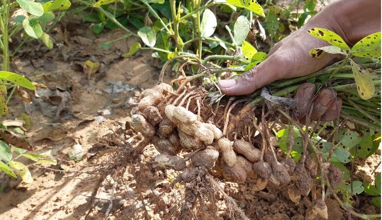 Erros Comuns ao Plantar Amendoim