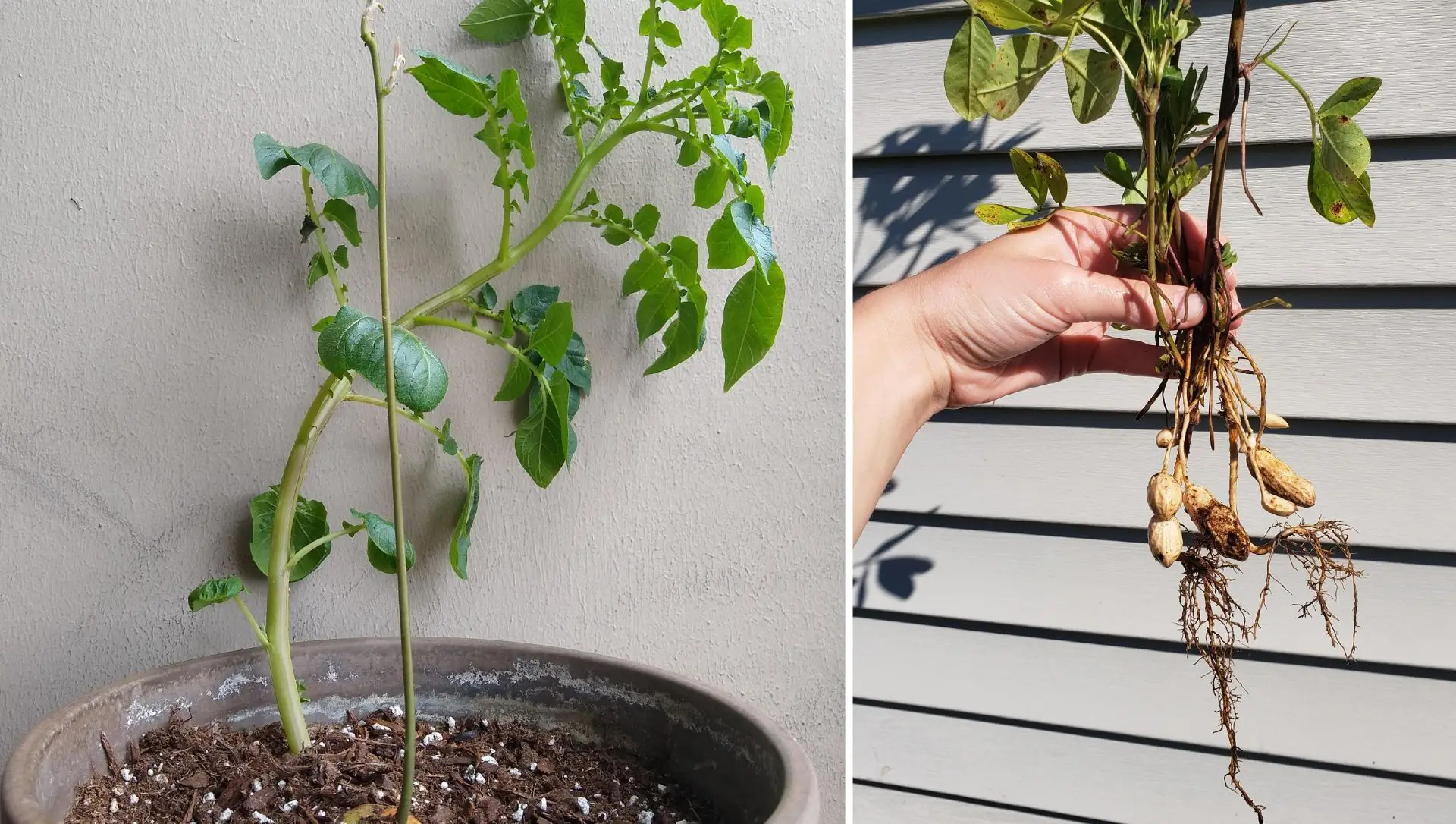 como plantar amendoim