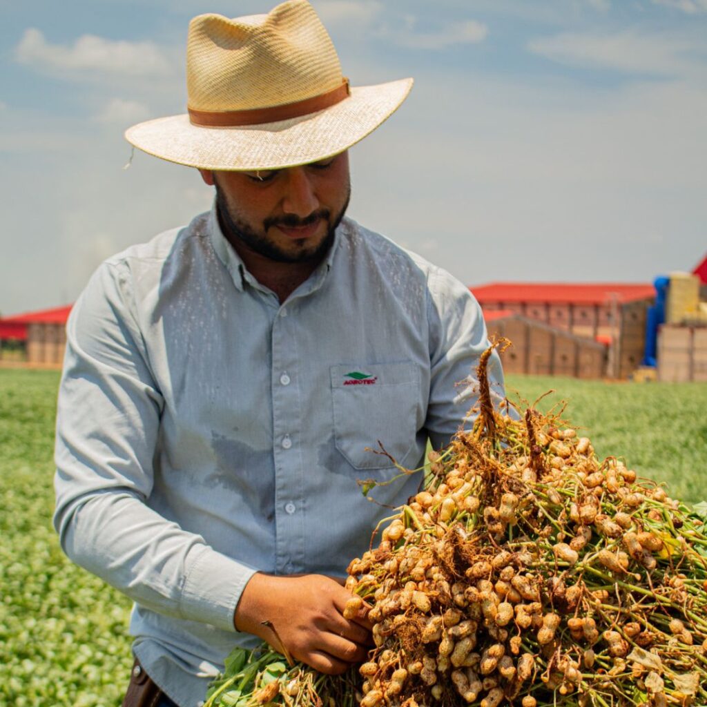 Tipos de Amendoim para Plantio