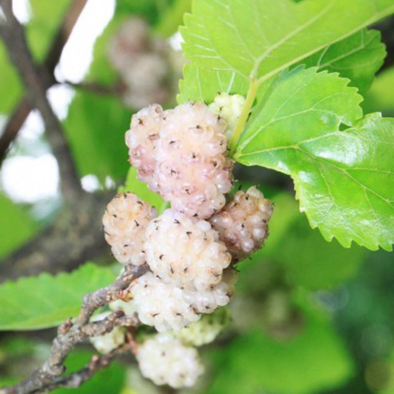Como fazer estaquia de amora passo a passo