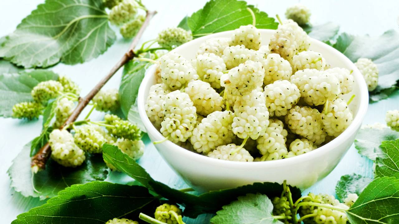 Benefícios da amora branca para a saúde