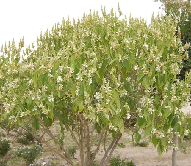 Como fazer estaquia de amora passo a passo