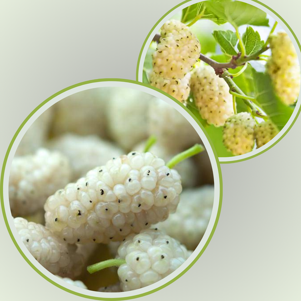 Benefícios da amora branca para a saúde