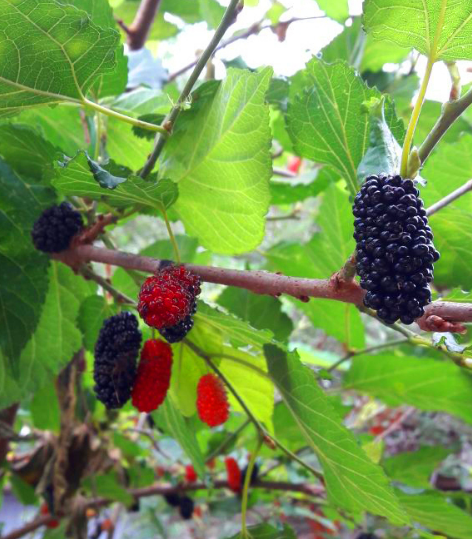 como plantar amora gigante