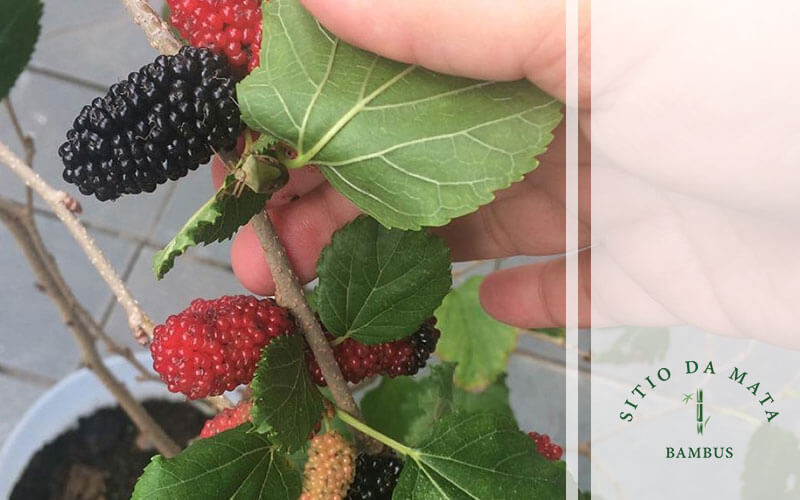 Guia Completo de Poda da Amoreira