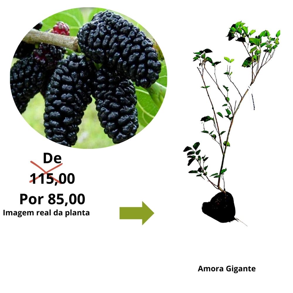 Receitas Deliciosas com Amoras Frescas