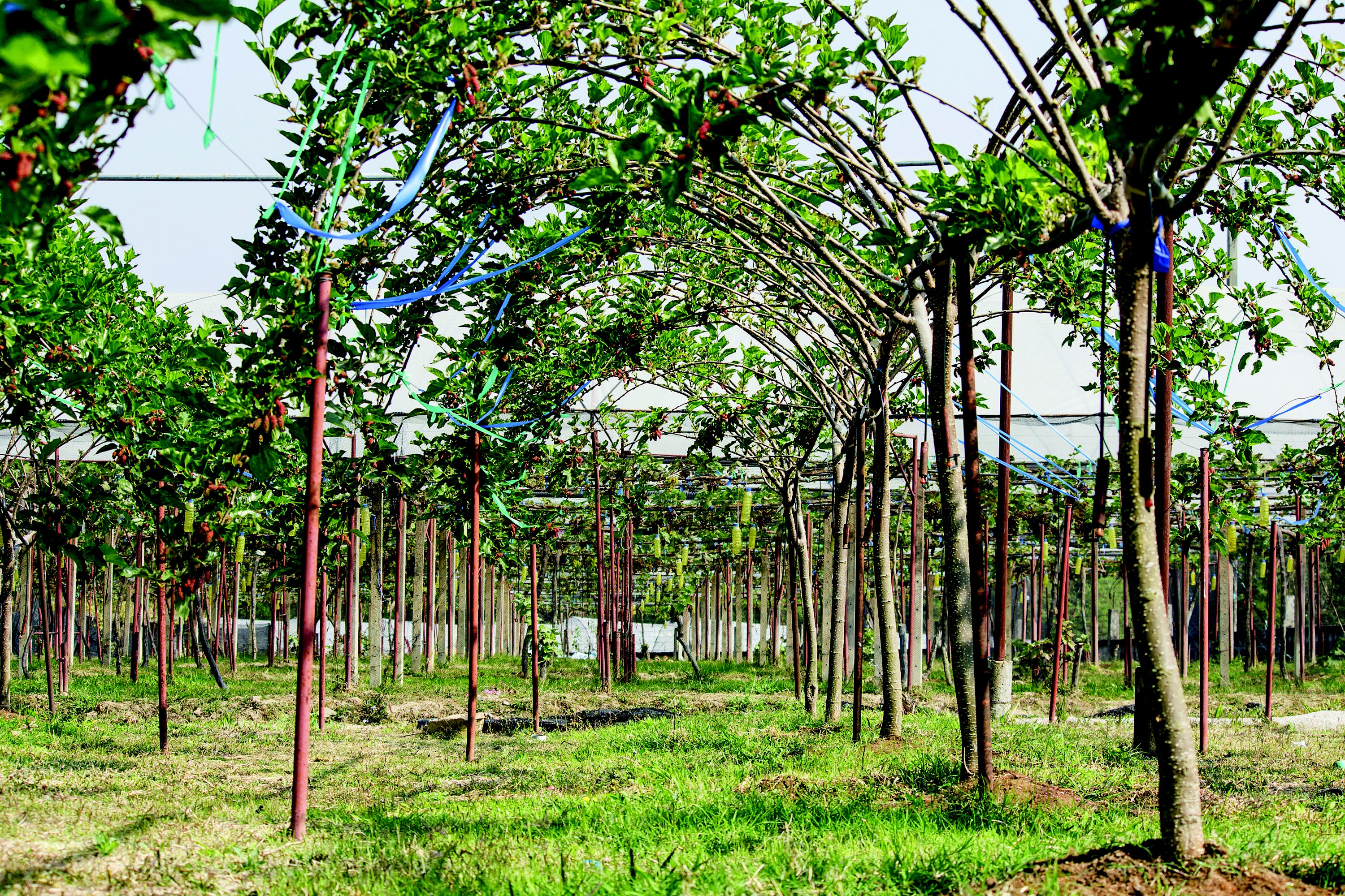 como plantar amora portuguesa