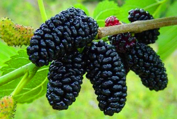 Como fazer adubo orgânico para amoreiras