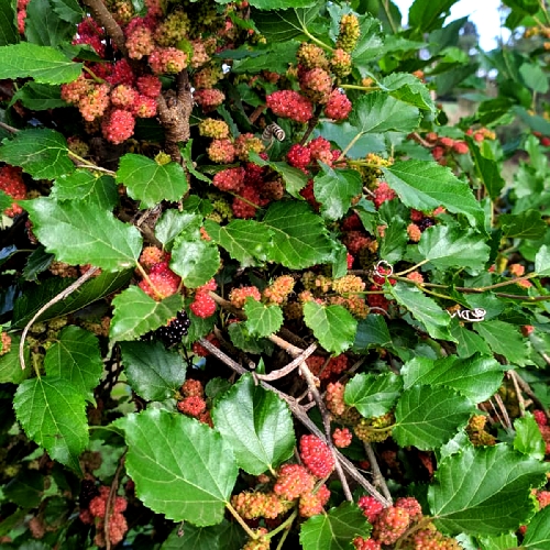 Guia completo de poda de amoreiras