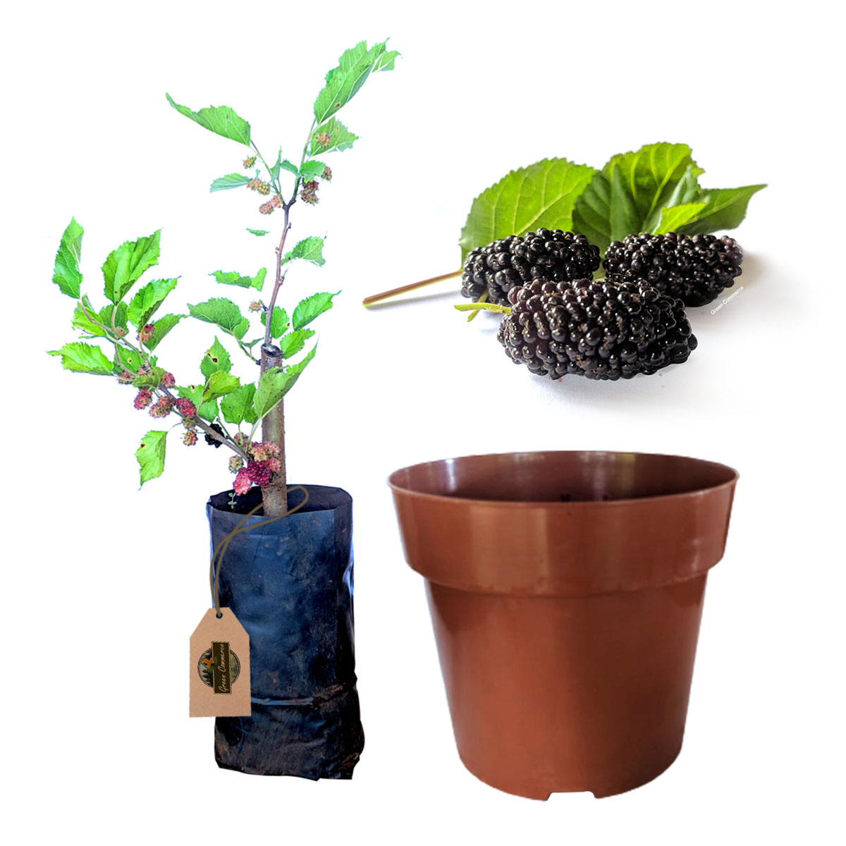 Benefícios para a saúde da amora portuguesa