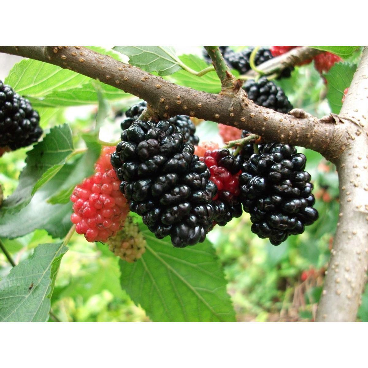 como plantar amora portuguesa