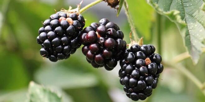 Como fazer adubo orgânico para amoreiras