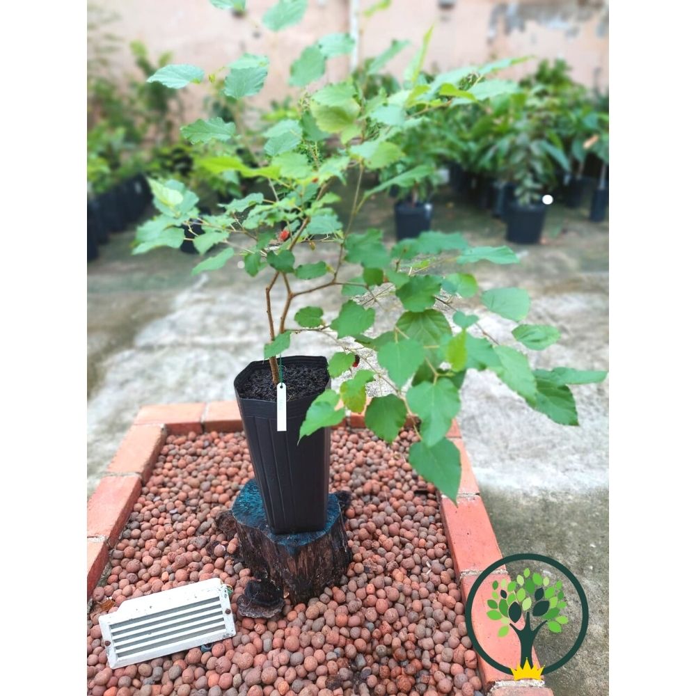 Receitas deliciosas com amora fresca