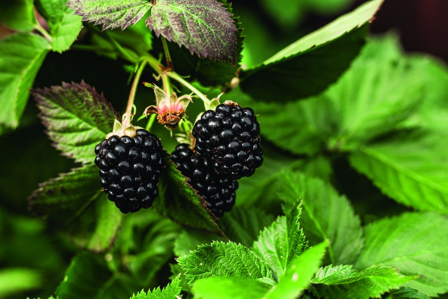 como plantar amora preta