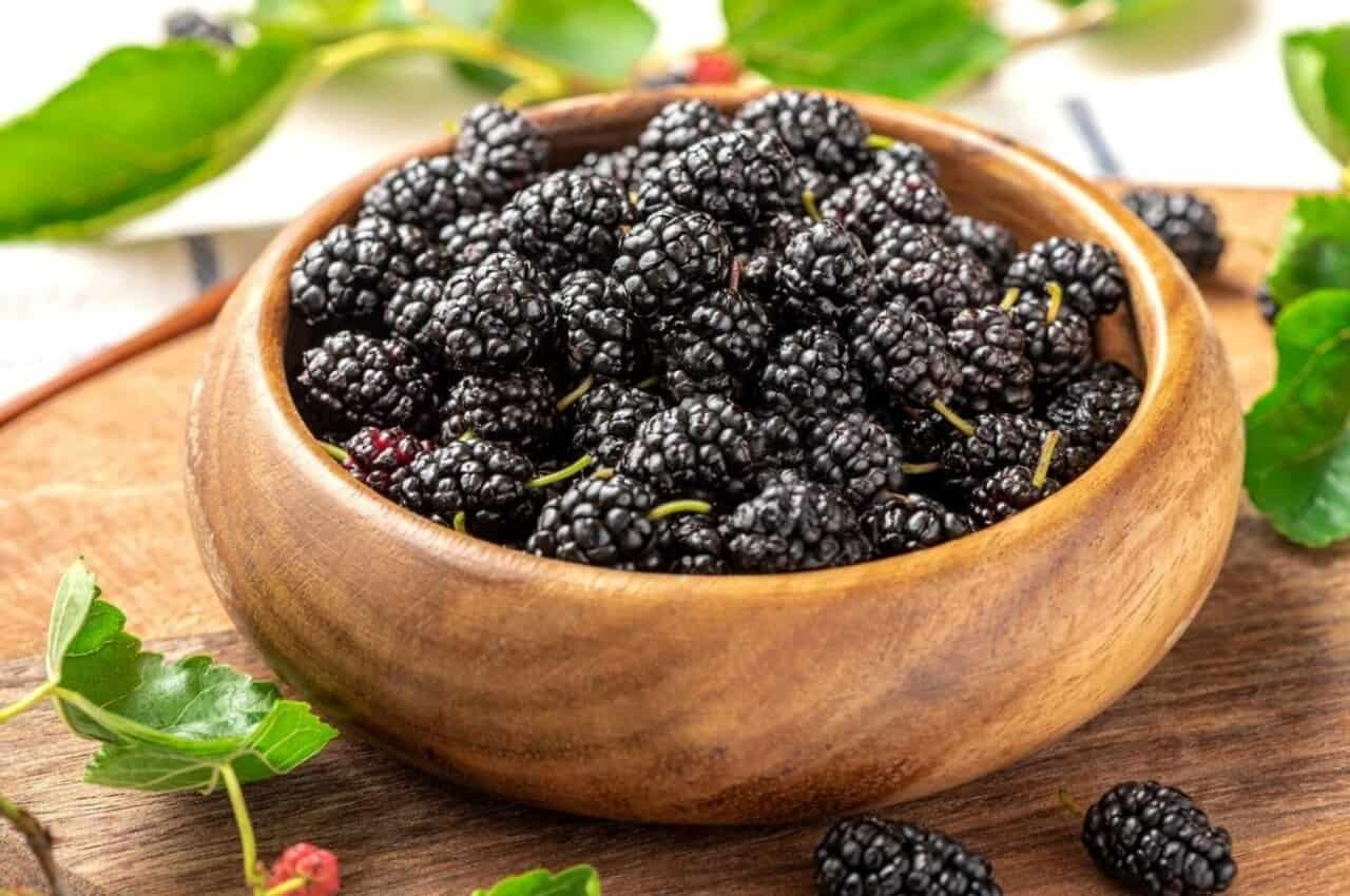 Guia completo de poda de amora