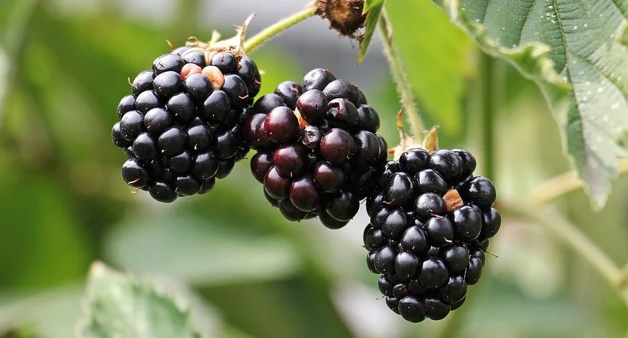 Amora em vasos: dicas para iniciantes