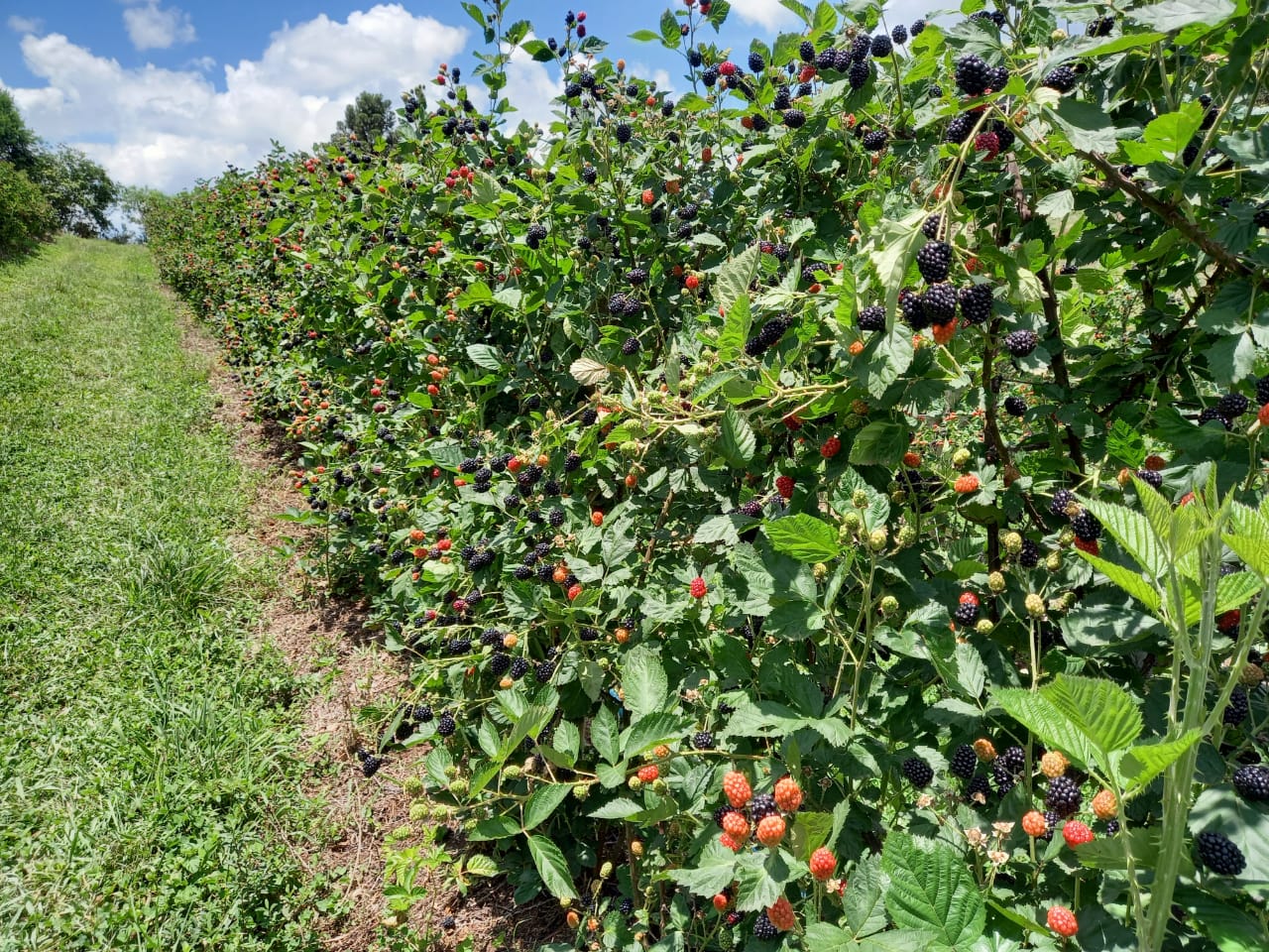 Benefícios da amora para a saúde