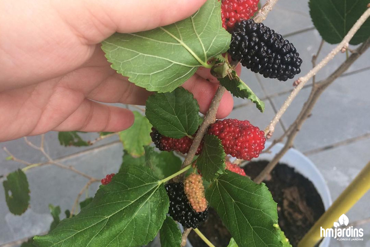 Como fazer adubo orgânico para amora