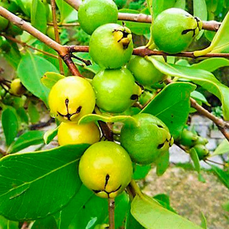como plantar araçá amarelo