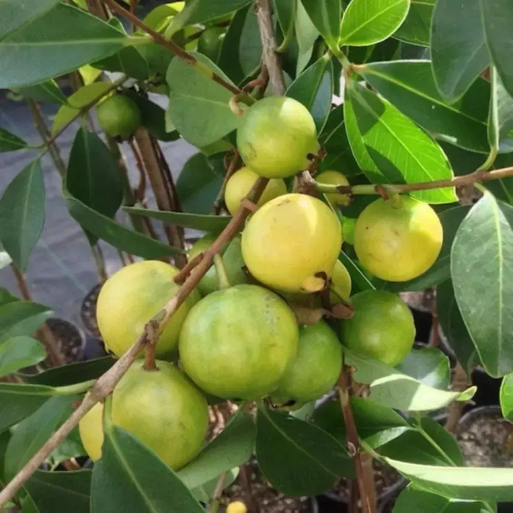 10 Benefícios Surpreendentes do Araçá Amarelo para a Saúde