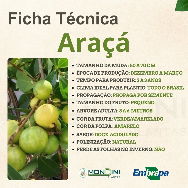 Guia Completo: Como Fazer Doce e Geleia de Araçá Amarelo