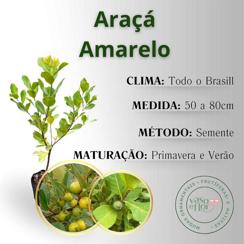Araçá Amarelo vs. Araçá Vermelho: Qual a Diferença e Qual Plantar?