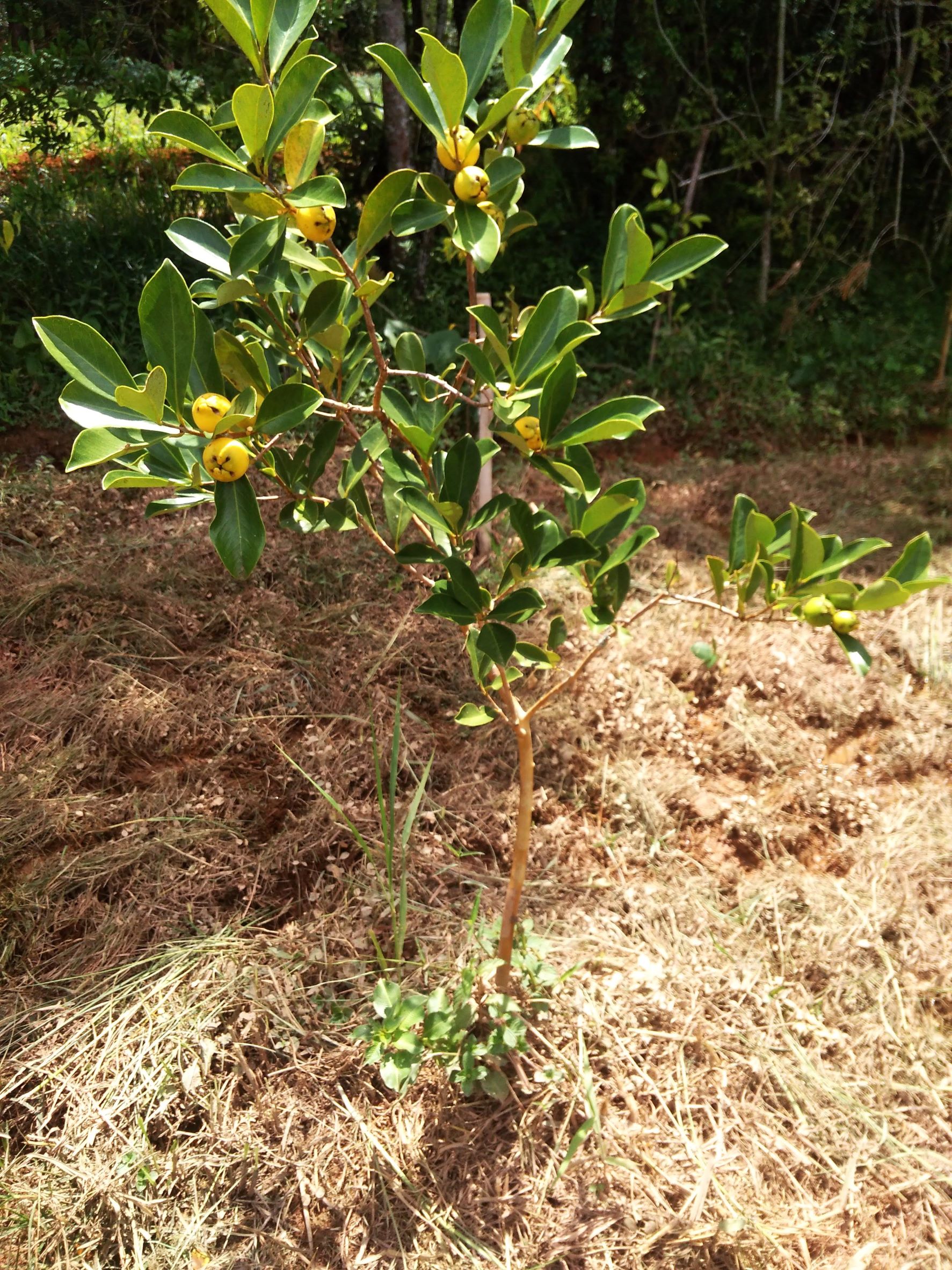 Como Proteger seu Araçá Amarelo de Pragas e Doenças Comuns