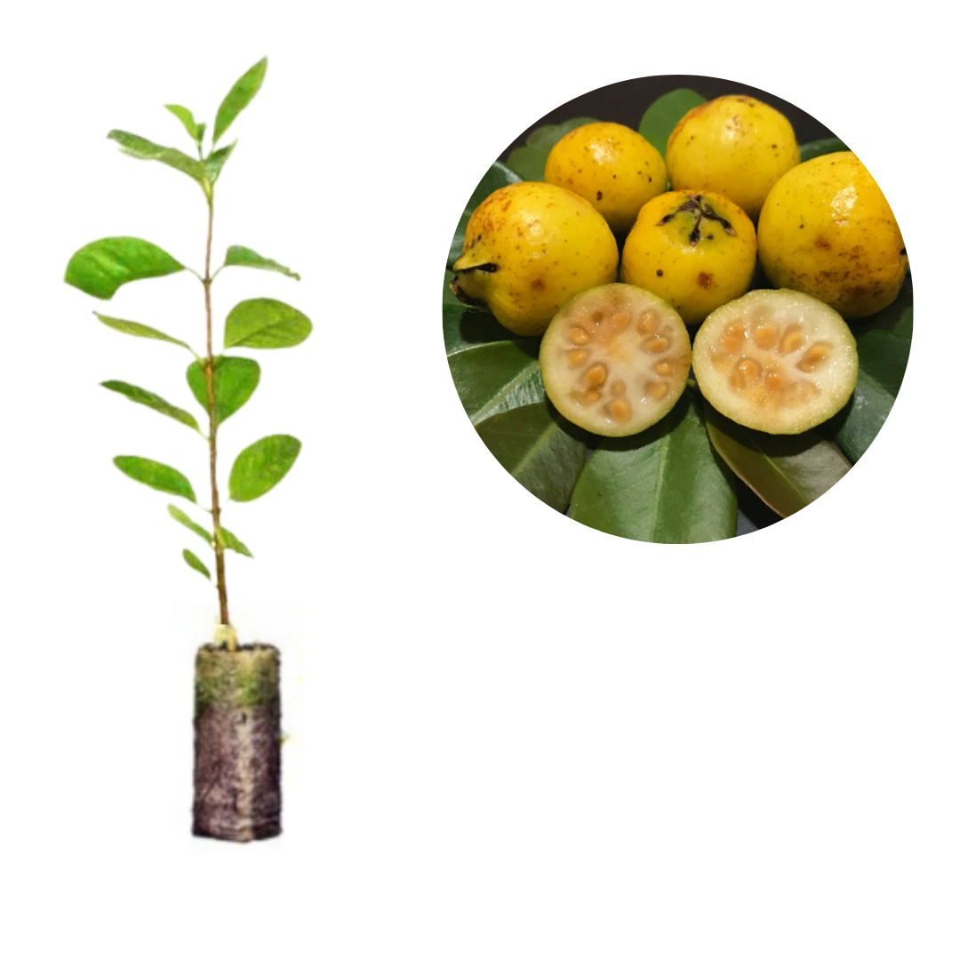 10 Benefícios Surpreendentes do Araçá Amarelo para a Saúde