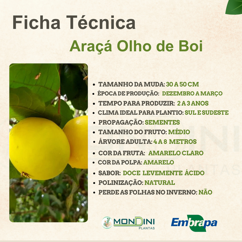 1. Receitas Deliciosas com Araçá-Boi: Do Smoothie ao Sorvete; 2. Araçá-Boi vs. Outras Frutas Amazônicas: Uma Comparação Nutricional; 3. Pragas e Doenças Comuns do Araçá-Boi: Como Prevenir e Tratar; 4. O Potencial Econômico do Cultivo de Araçá-Boi no Brasil; 5. Transforme seu Apartamento em um Pomar: Guia Completo para Plantar Araçá-Boi em Vasos