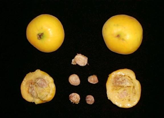 como plantar araçá boi