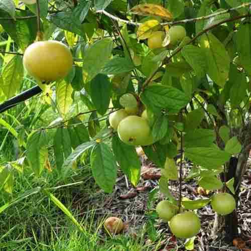 1. Receitas Deliciosas com Araçá-Boi: Do Smoothie ao Sorvete; 2. Araçá-Boi vs. Outras Frutas Amazônicas: Uma Comparação Nutricional; 3. Pragas e Doenças Comuns do Araçá-Boi: Como Prevenir e Tratar; 4. O Potencial Econômico do Cultivo de Araçá-Boi no Brasil; 5. Transforme seu Apartamento em um Pomar: Guia Completo para Plantar Araçá-Boi em Vasos