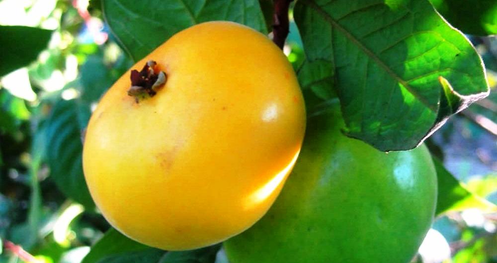 como plantar araçá boi