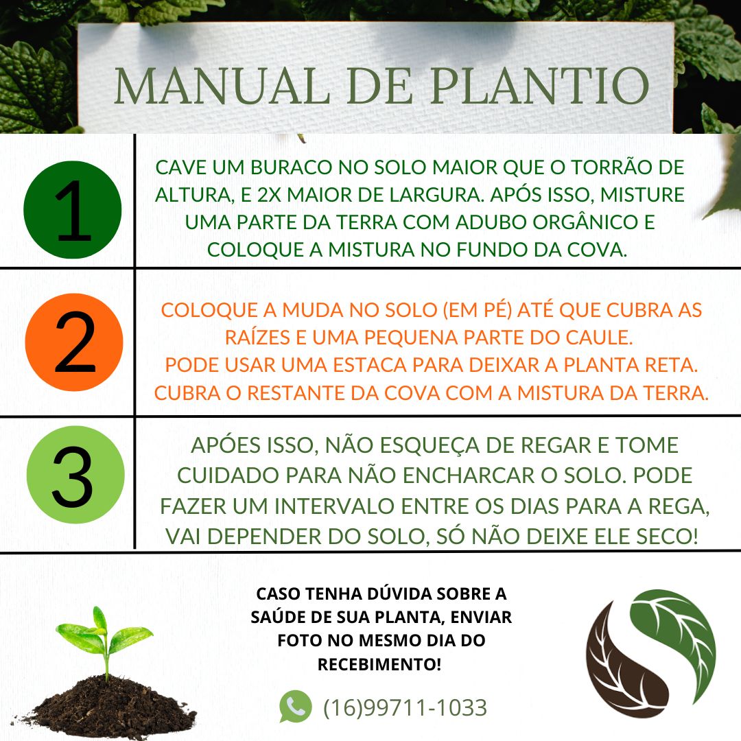 1. Receitas Deliciosas com Araçá-Boi: Do Smoothie ao Sorvete; 2. Araçá-Boi vs. Outras Frutas Amazônicas: Uma Comparação Nutricional; 3. Pragas e Doenças Comuns do Araçá-Boi: Como Prevenir e Tratar; 4. O Potencial Econômico do Cultivo de Araçá-Boi no Brasil; 5. Transforme seu Apartamento em um Pomar: Guia Completo para Plantar Araçá-Boi em Vasos