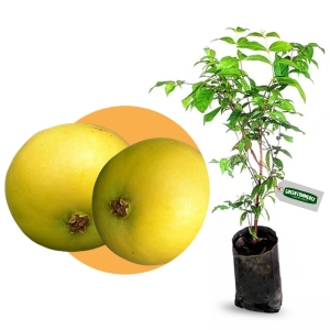 1. Receitas Deliciosas com Araçá-Boi: Do Smoothie ao Sorvete; 2. Araçá-Boi vs. Outras Frutas Amazônicas: Uma Comparação Nutricional; 3. Pragas e Doenças Comuns do Araçá-Boi: Como Prevenir e Tratar; 4. O Potencial Econômico do Cultivo de Araçá-Boi no Brasil; 5. Transforme seu Apartamento em um Pomar: Guia Completo para Plantar Araçá-Boi em Vasos