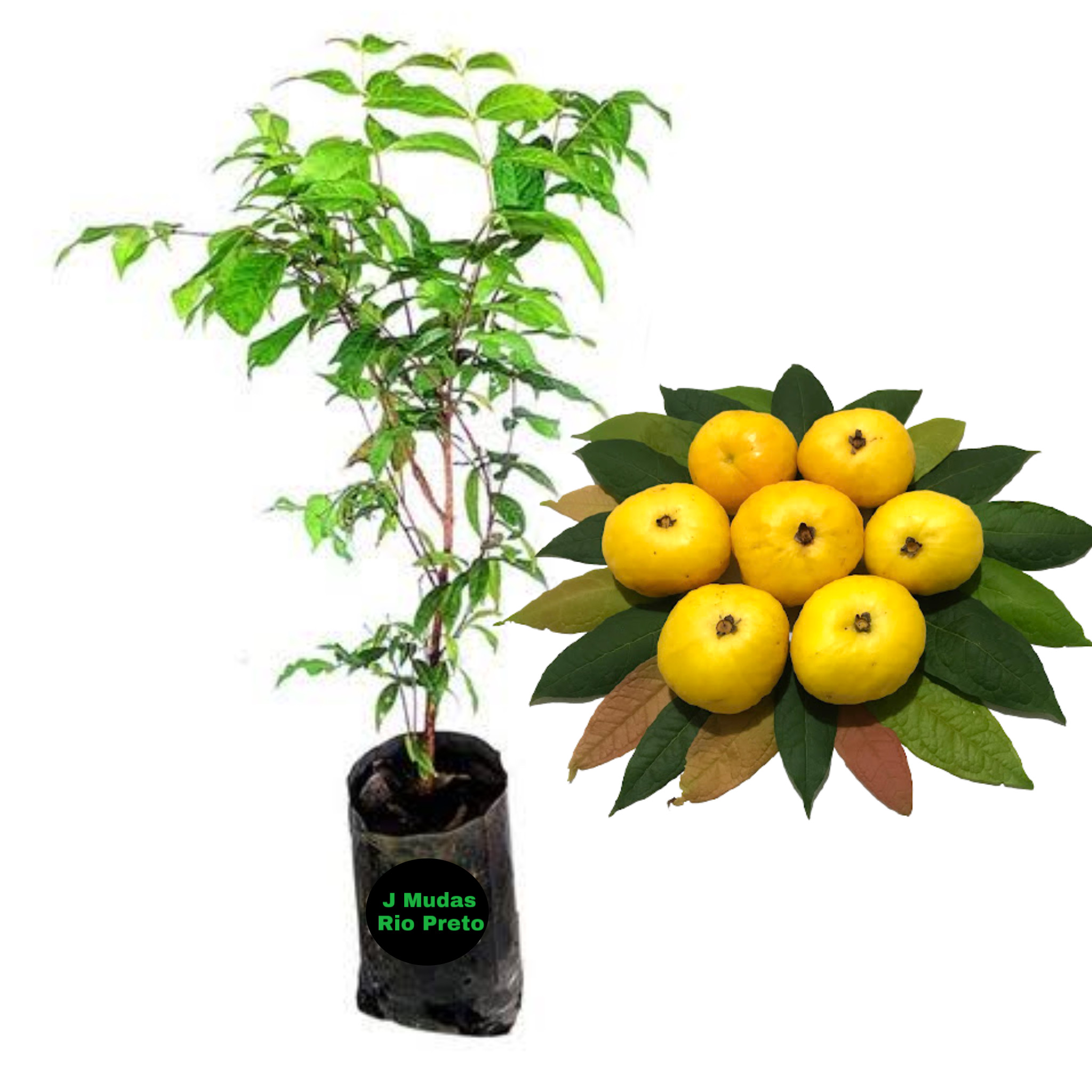 como plantar araçá boi