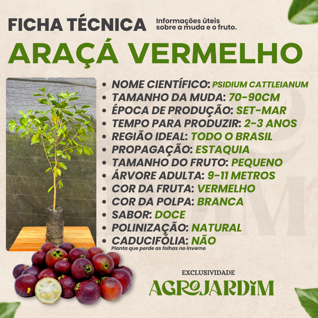 Como fazer geleia de araçá