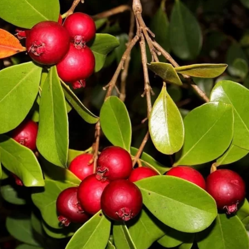 Benefícios nutricionais do araçá vermelho