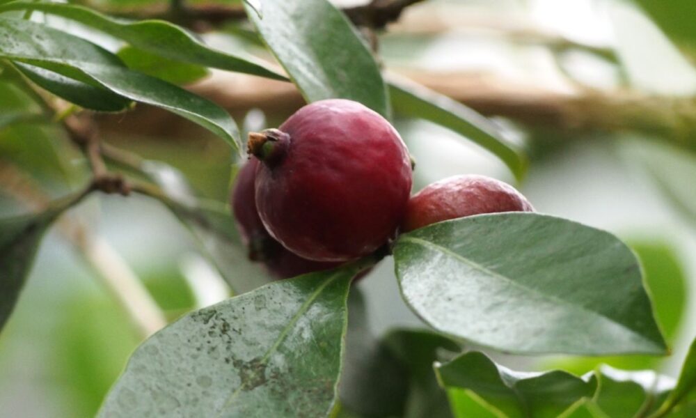 Araçá vs. Goiaba: Qual a diferença?