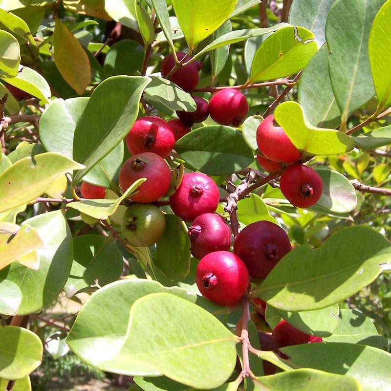 Como combater pragas em plantas nativas