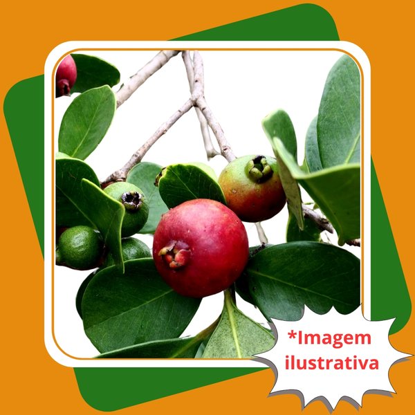 Benefícios nutricionais do araçá vermelho